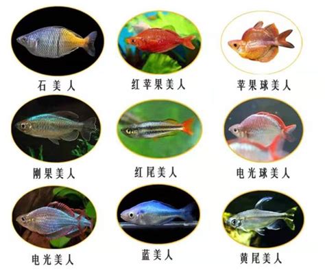 好養的小魚|十大好養的小型觀賞魚種類 容易養活的十種小型觀賞。